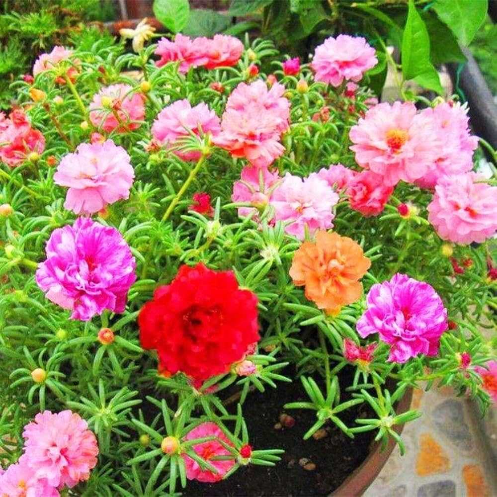 9 o clock flower plant live,Live plant for 9o clock flower (10 Cuttings Different Color) (B0CTMG89PZ) Amazon Price History, Amazon Price Tracker