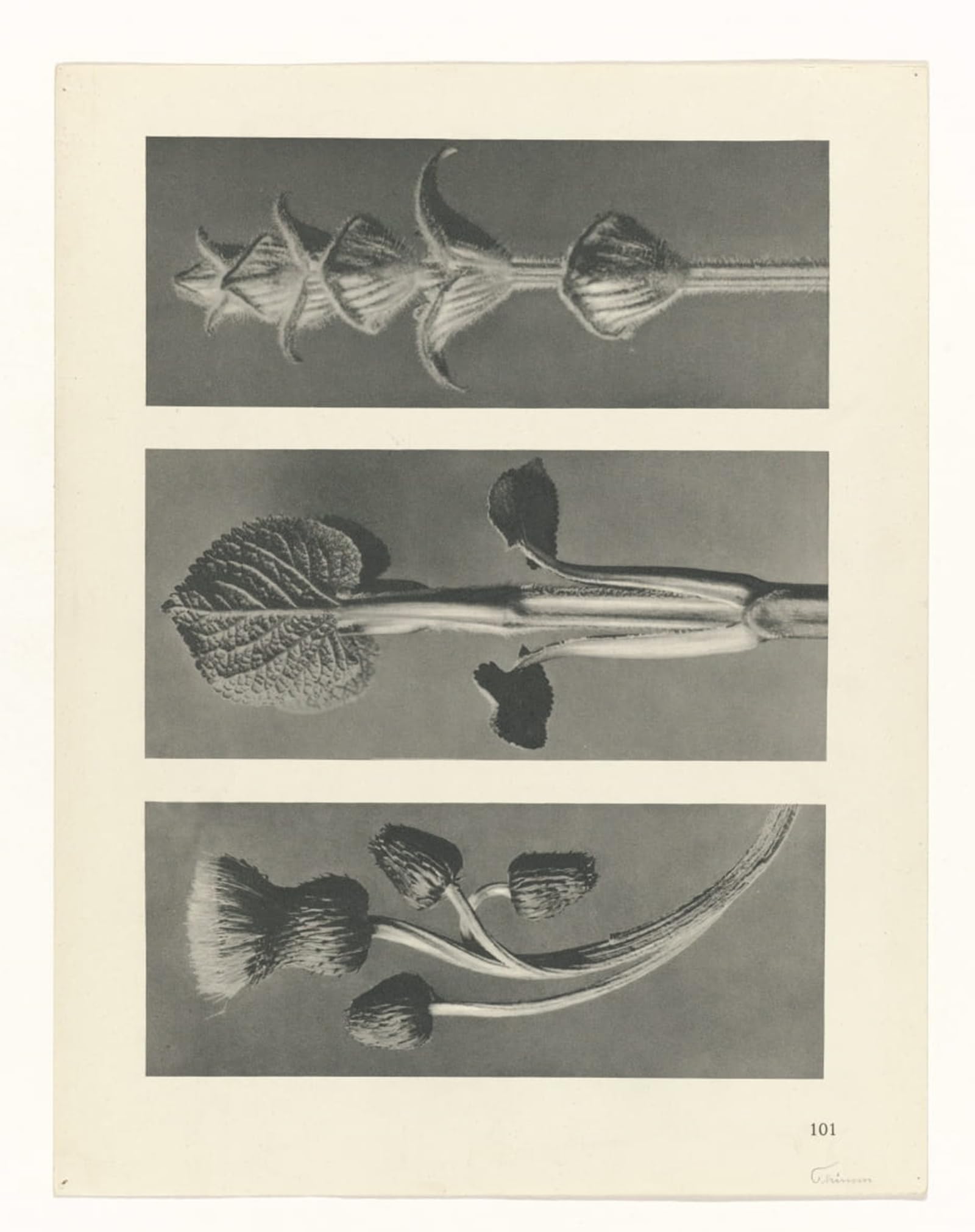 POSTERIIk Vintage Print Pop Art Landscape Artwork Botanical Picture Painting Canvas Art by Karl Blossfeldt Art Prints for Office Home Decor 60x90cm