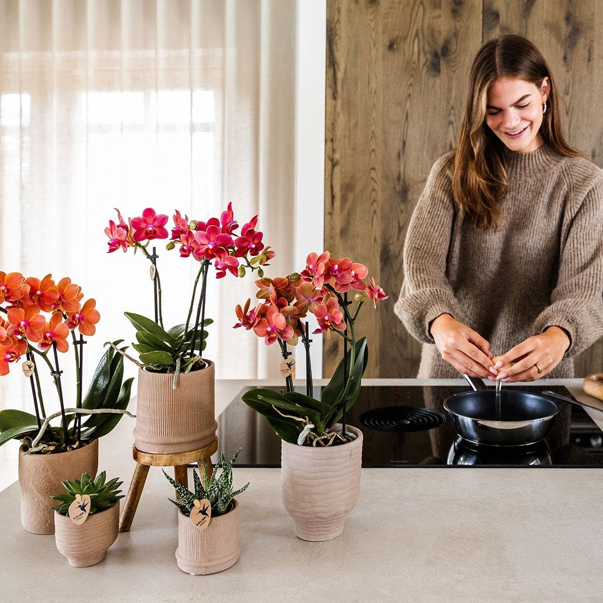Kolibri Orchids | rote Phalaenopsis-Orchidee - Kongo - Topfgröße Ø9cm | blühende Zimmerpflanze - frisch vom Züchter