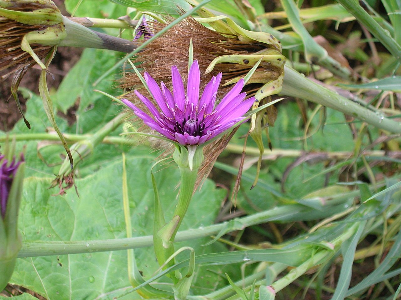 Tragopogon porrifolius, Salsify - Sandwich Island, 1g Approx 80 Seeds, untreated