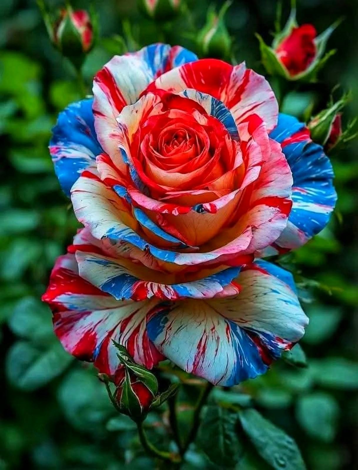Rare Rose Bulbs Perennial UK, Fragrant Flowers, Rare and Beautiful Rose Rhizome in Bulk,Planting for Stunning Garden Displays-2 Rhizome-I