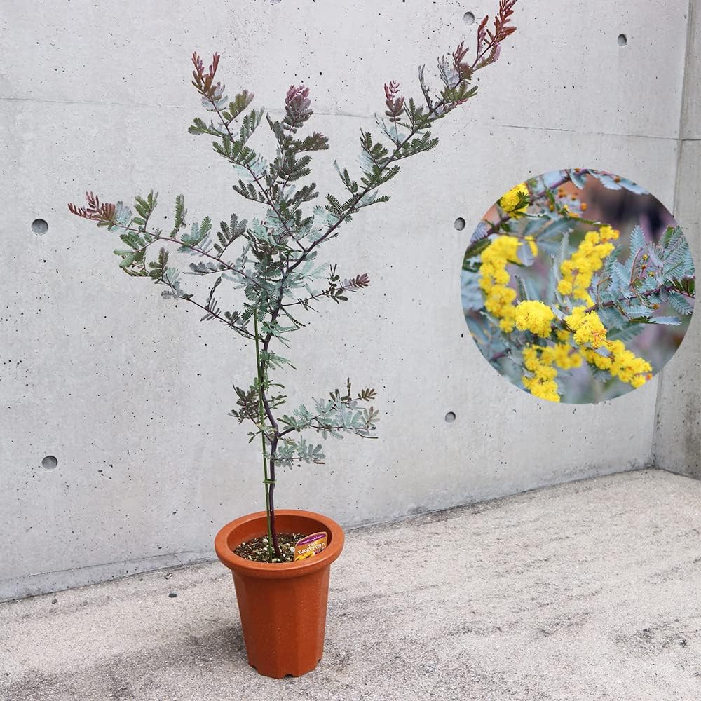 花芽付き♡アカシア ブルーブッシュ 7号ポット苗 ミモザ アカシア