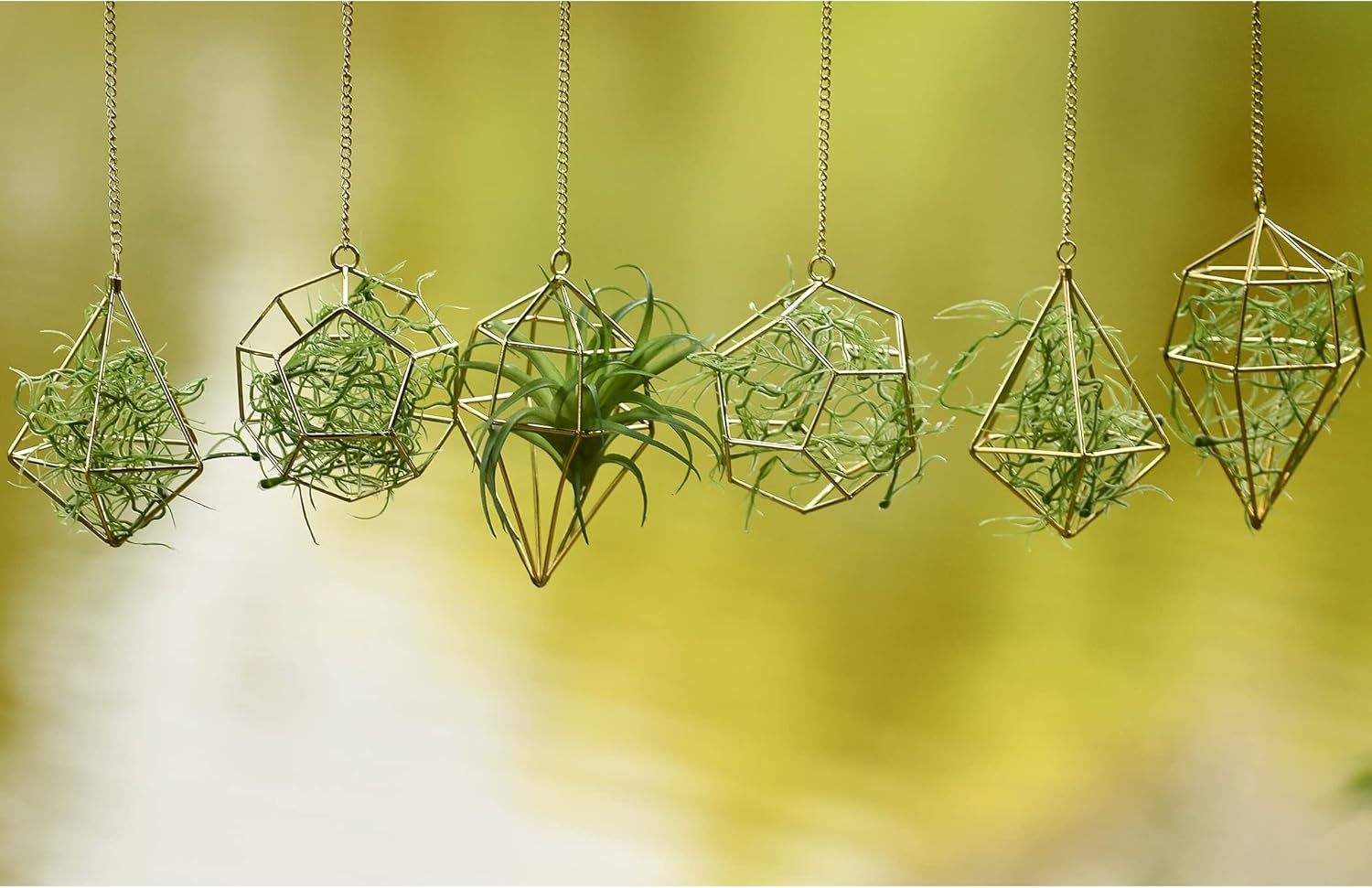 Gold Hanging Air Plants Holders Small Tillandsia Airplants Hangers 6 Pack Geometric Wire Himmeli Air Fern Display Planter with Chains Airferns Metal Hanging Holders