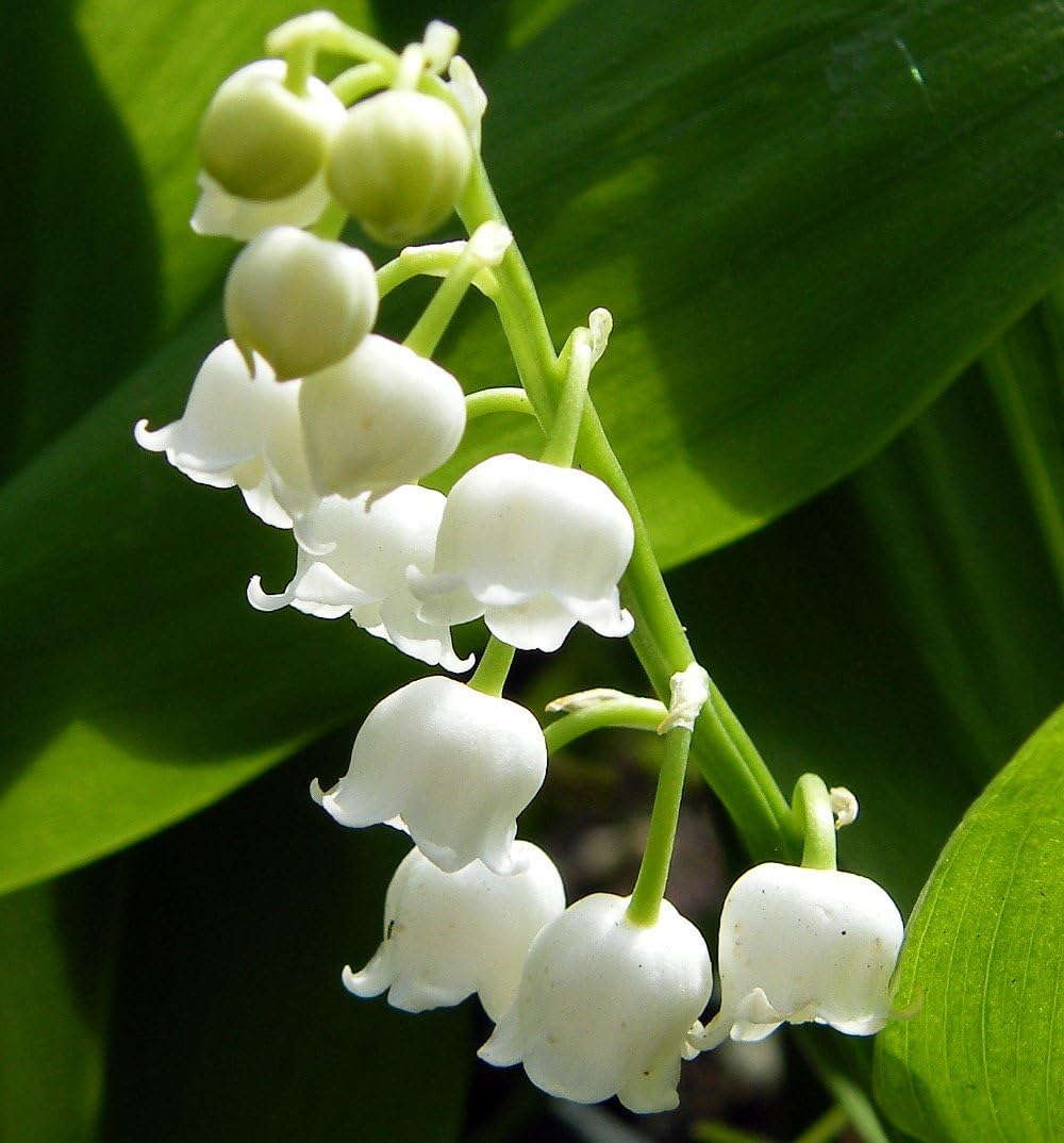 YiYLunneo White Lily of the Valley 10 Pips - Convallaria - Great for Shade !!