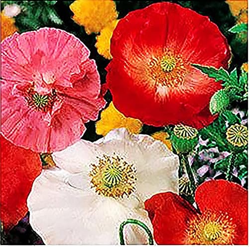 3000 semillas de amapola mixtas de California, 0.3 onzas, sin OMG y semillas neonicotinoides