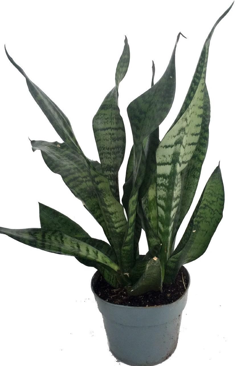 Snake Plant, Mother-In-Law's Tongue - Sanseveria - 6" Pot