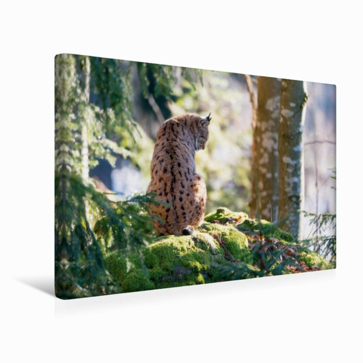 Premium Textil-Leinwand 45 x 30 cm Quer-Format Luchs | Wandbild, HD-Bild auf Keilrahmen, Fertigbild auf hochwertigem Vlies, Leinwanddruck von CH Photography