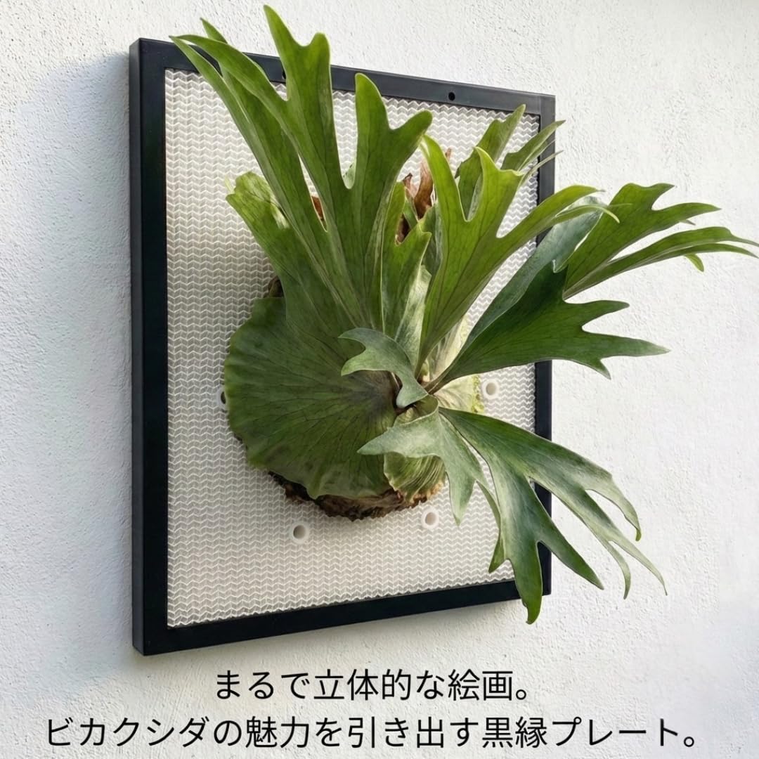 Amazon｜観葉植物着生用プレート シンプル形状 メッシュ構造 通気性
