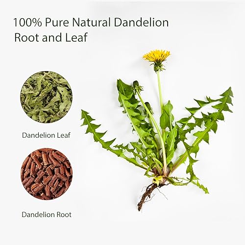 Té de hojas y raíces de diente de león, bolsas de té natural de desintoxicación de hierbas de diente de león, protege la salud del hígado y los