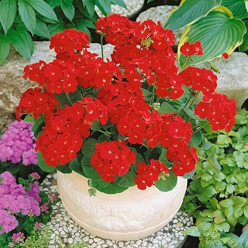 Miniatura 6 de Park Seed Geranium Nano Pink Seeds, paquete de 10 semillas