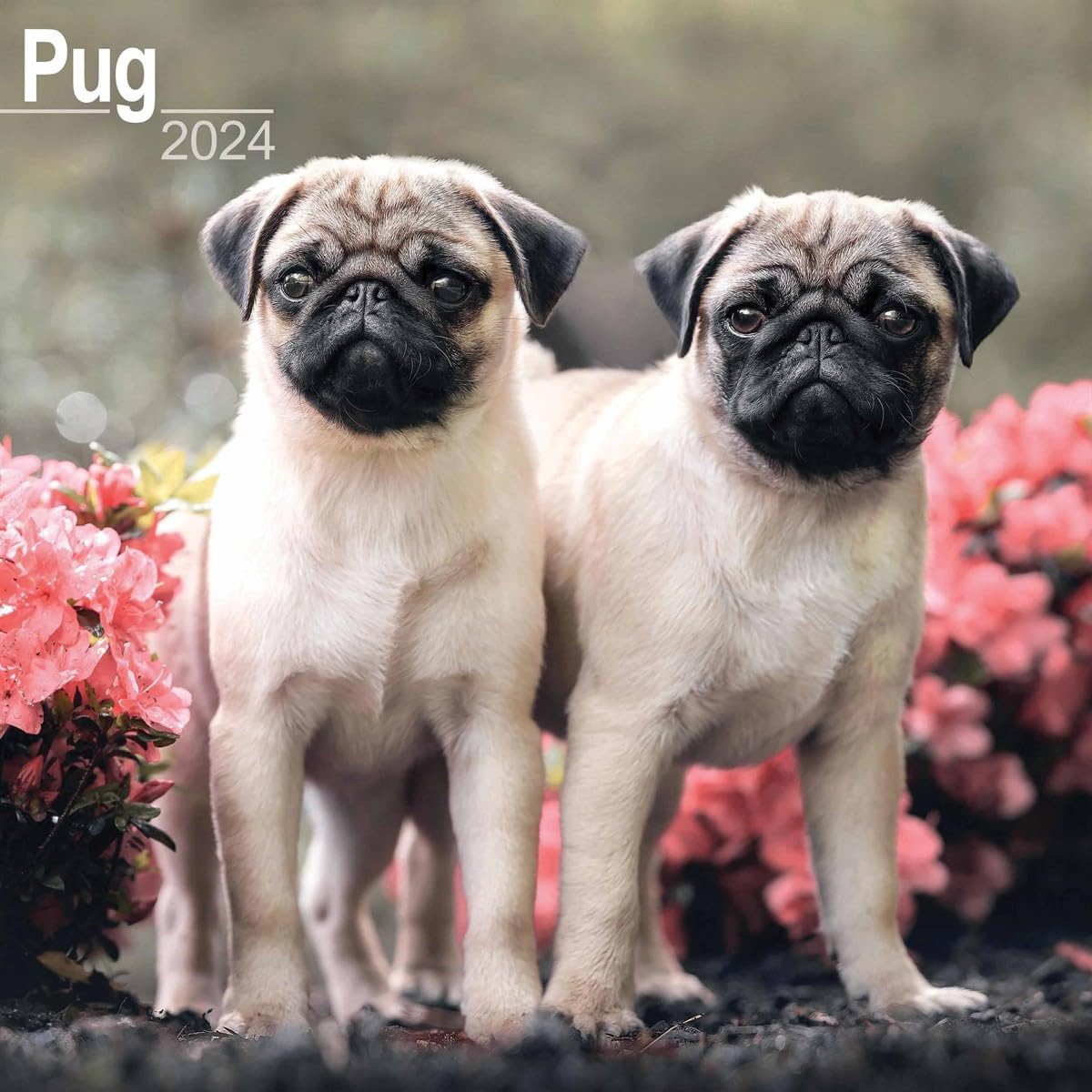 Pug Calendar 2024 | Square Dog Breed Wall Calendar - 16 Month
