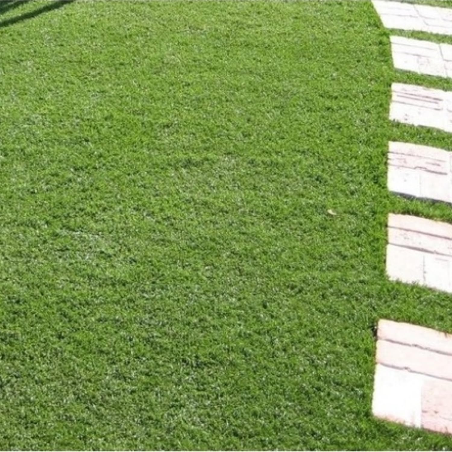 GrecoShop Prato Sintetico 2x10 m Tappeto Erba Artificiale Altezza 20 mm Manto Erboso Drenante per Giardino Terrazzo Balcone Esterno Realistico Resistente UV Facile Installazione