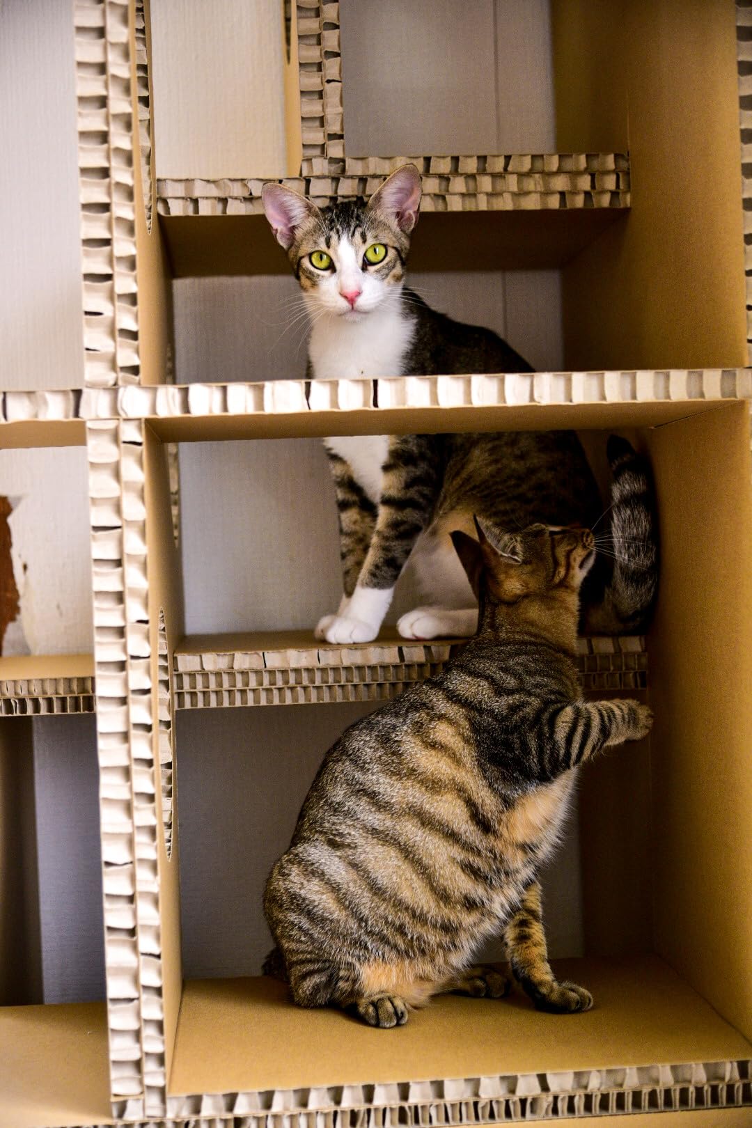 Amazon | 東濃コアー株式会社 【にゃんぐるタワー】 軽量 簡単組み立て