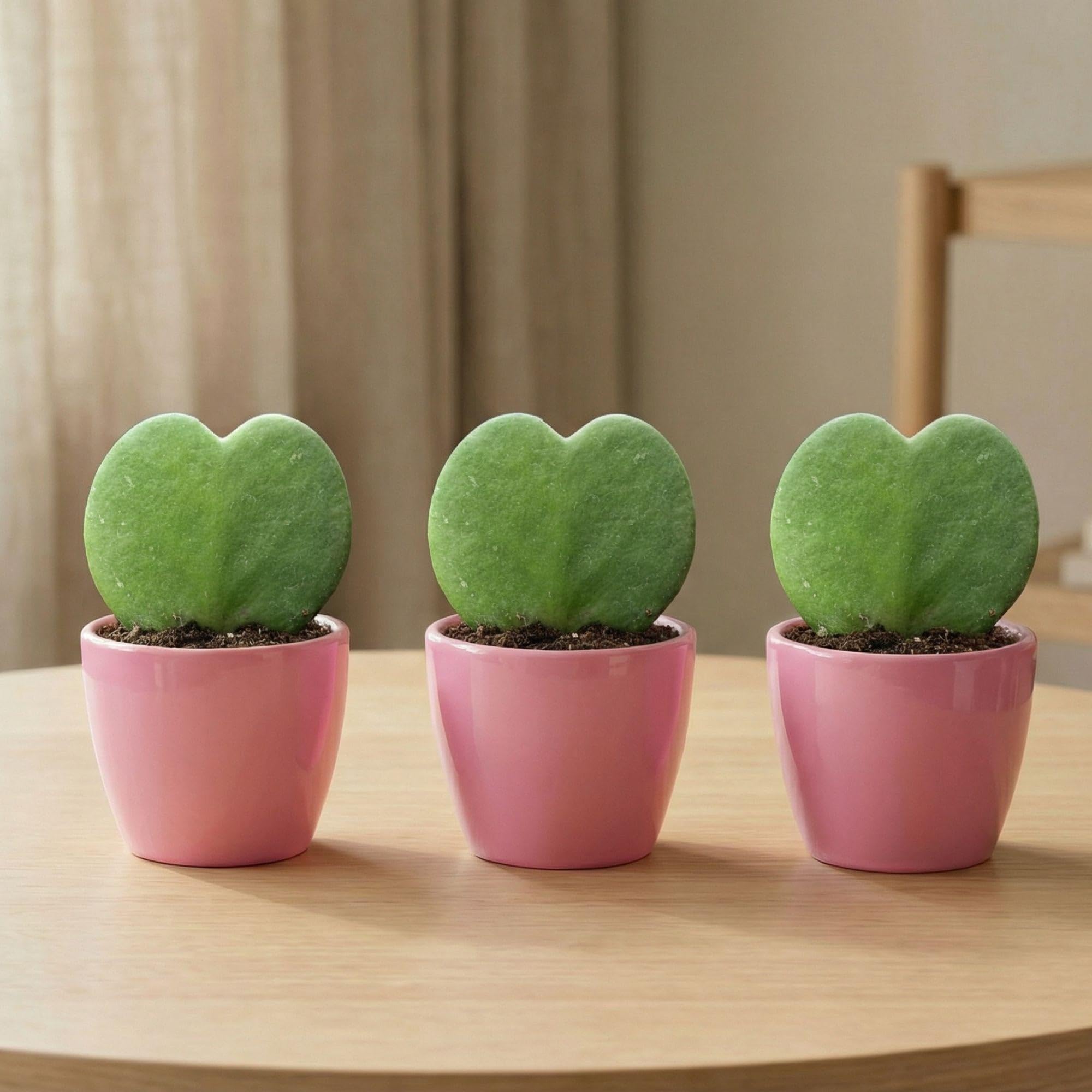 Sweetheart Plant Hoya Kerrii Juego de 3 plantas suculentas en forma de corazón en maceta de cerámica rosa de 6 cm de diámetro, altura aprox. 6 cm, mini plantas de interior, juego de regalo para San