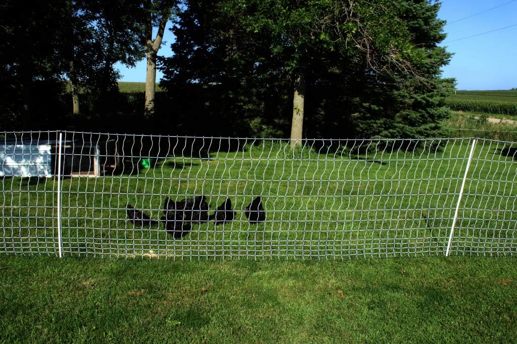 Starkline Electric Poultry Netting 48" x 82' Electric Poultry Netting w/Double Spiked Fiberglass Posts (12/48/3) Electric Fence for Chickens in Backyards, on Homesteads, Farms and Ranches