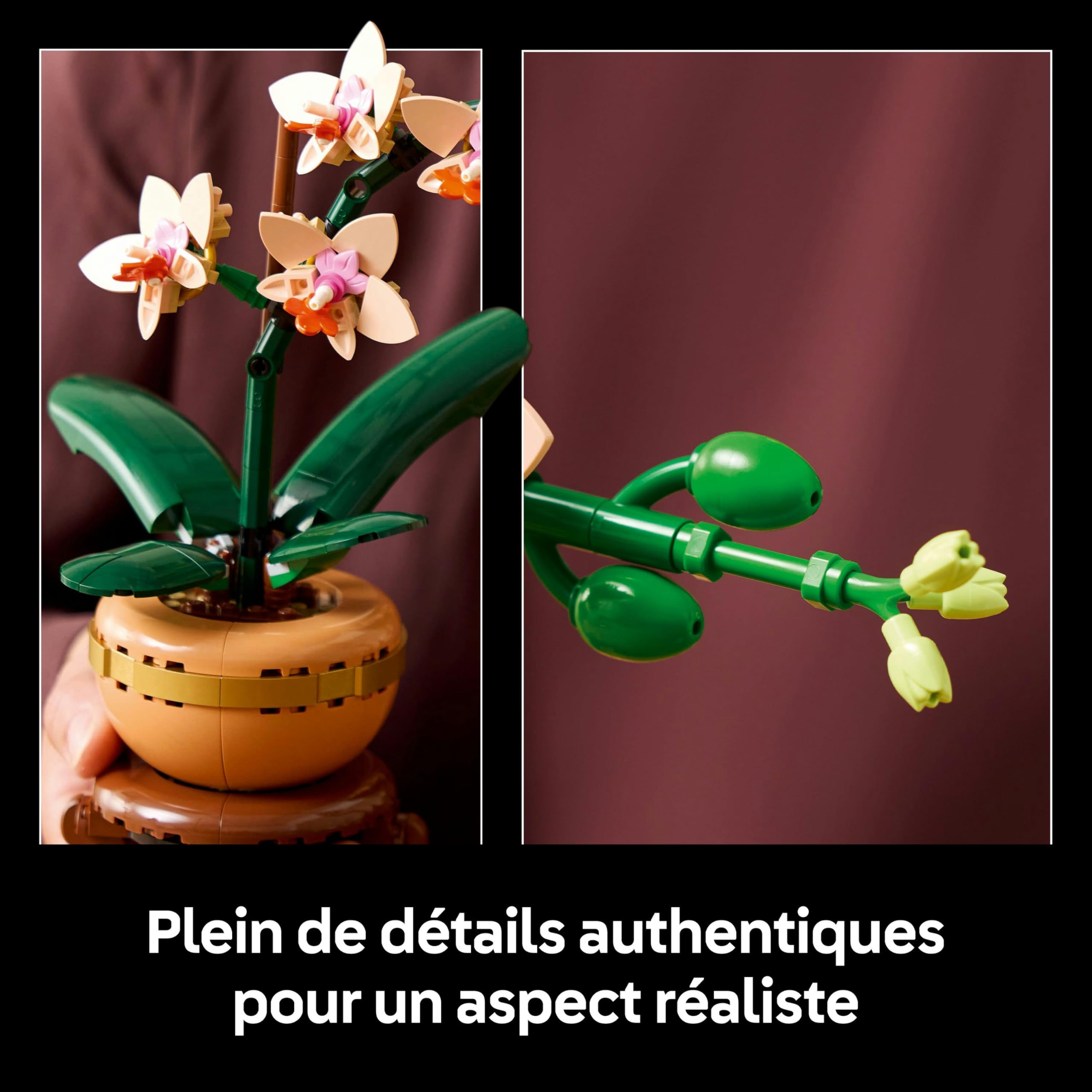 LEGO Pack de Plantes symboliques - Sets de Plantes artificielles pour Adultes L’orchidée Miniature (10343) & Le Bambou de la Chance (10344) - Décoration Maison - Cadeau de St Valentin, Femme ou Homme