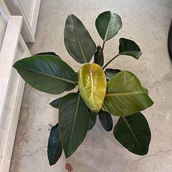 Amazon.co.jp: フィロデンドロン ロジョコンゴ 8号 鉢底から約