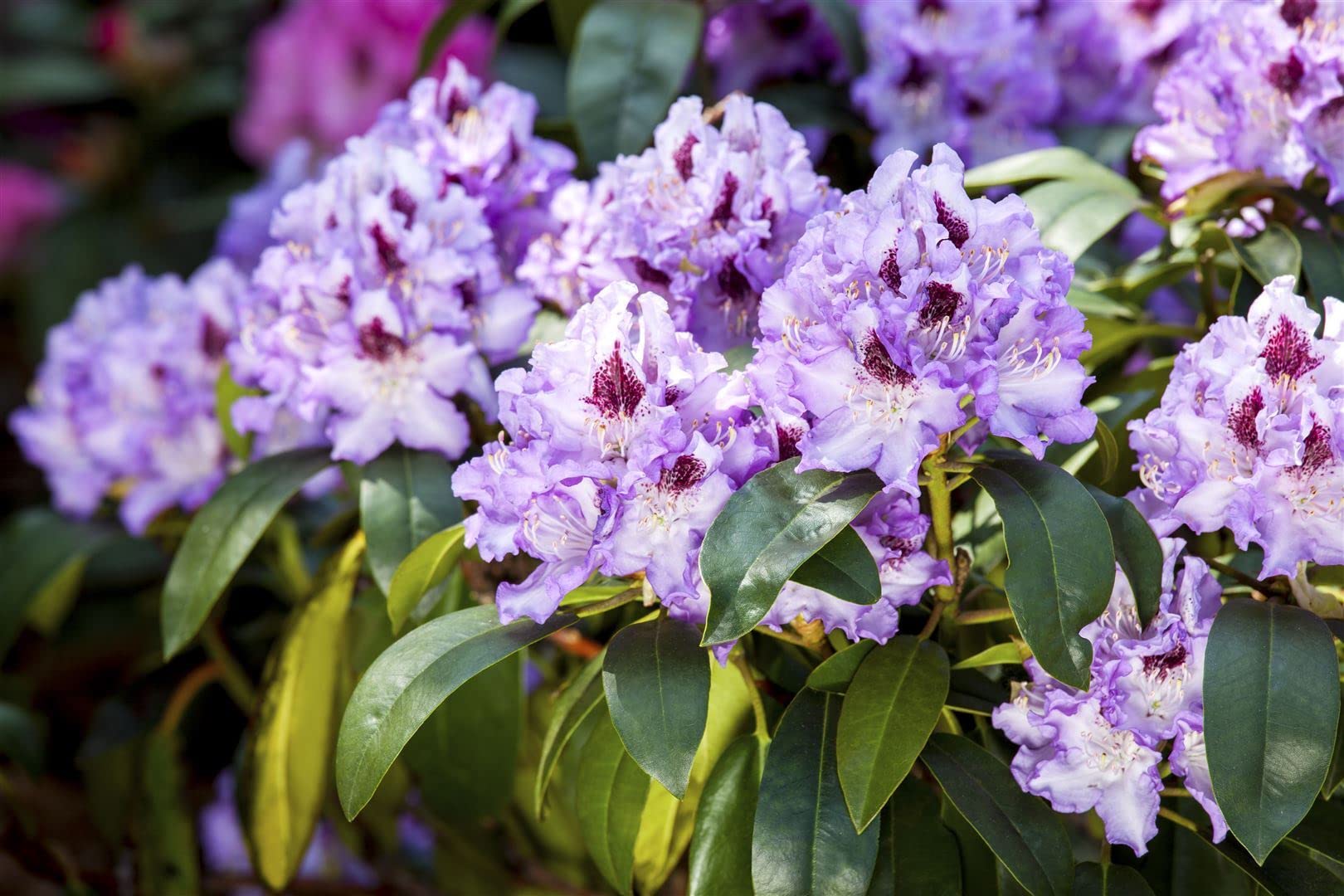 Rhododendron Hybr. 'Blue Peter' 50-60 cm - Rhododendron, blaue Blten mit  purpurnem Auge, Bltezeit Mai-Juni, ideal fr Halbschatten, winterhart und  pflegeleicht : Amazon.de: Garten