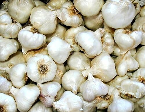 California Softneck - Bombillas de ajo para plantar, sin OMG, 6 unidades por Greenhouse PCA