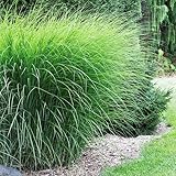 12 x Prachtriet Gracillimus - Winterhard Siergras - Miscanthus sinensis 'Gracillimus' in 9x9cm pot met hoogte 5-10cm