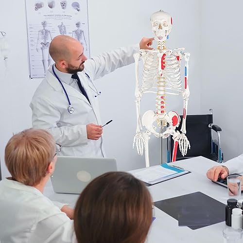 Miniatura 7 de Ultrassist Modelo de esqueleto humano réplica de esqueleto anatómico de tamaño real con nervios espinales inserción muscular y puntos de origen