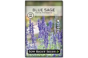 Non-GMO Sage Plant Seeds for Flourishing Gardens