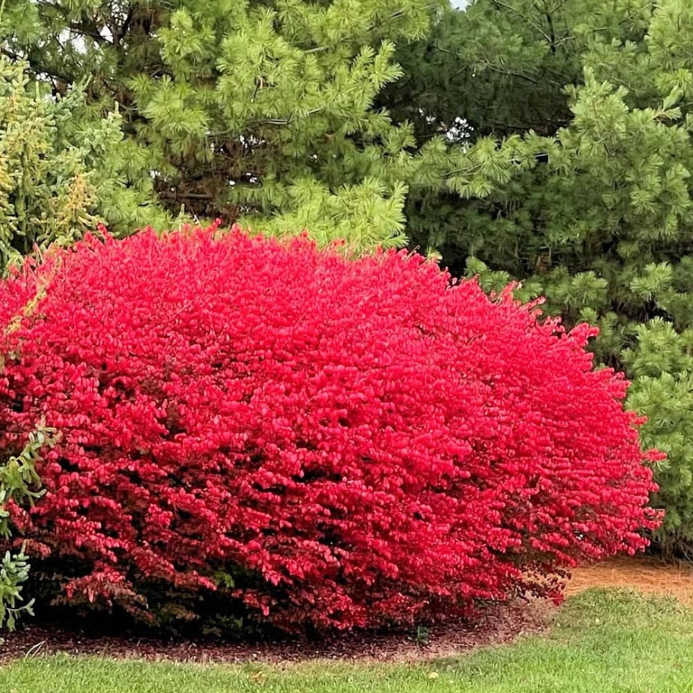 Dwarf Burning Bush Plant Live, 12-18" Tall, in Gallon Pot, Hardy Burning Bush Shrub for Outdoor Landscaping, No Ship to NY, NH, MA, VT