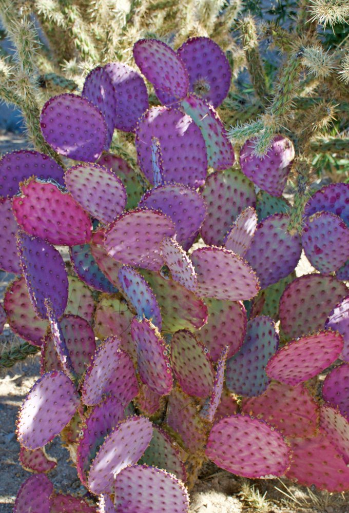 Opuntia violacea seeds prickly pear cactus : Amazon.de: Garden
