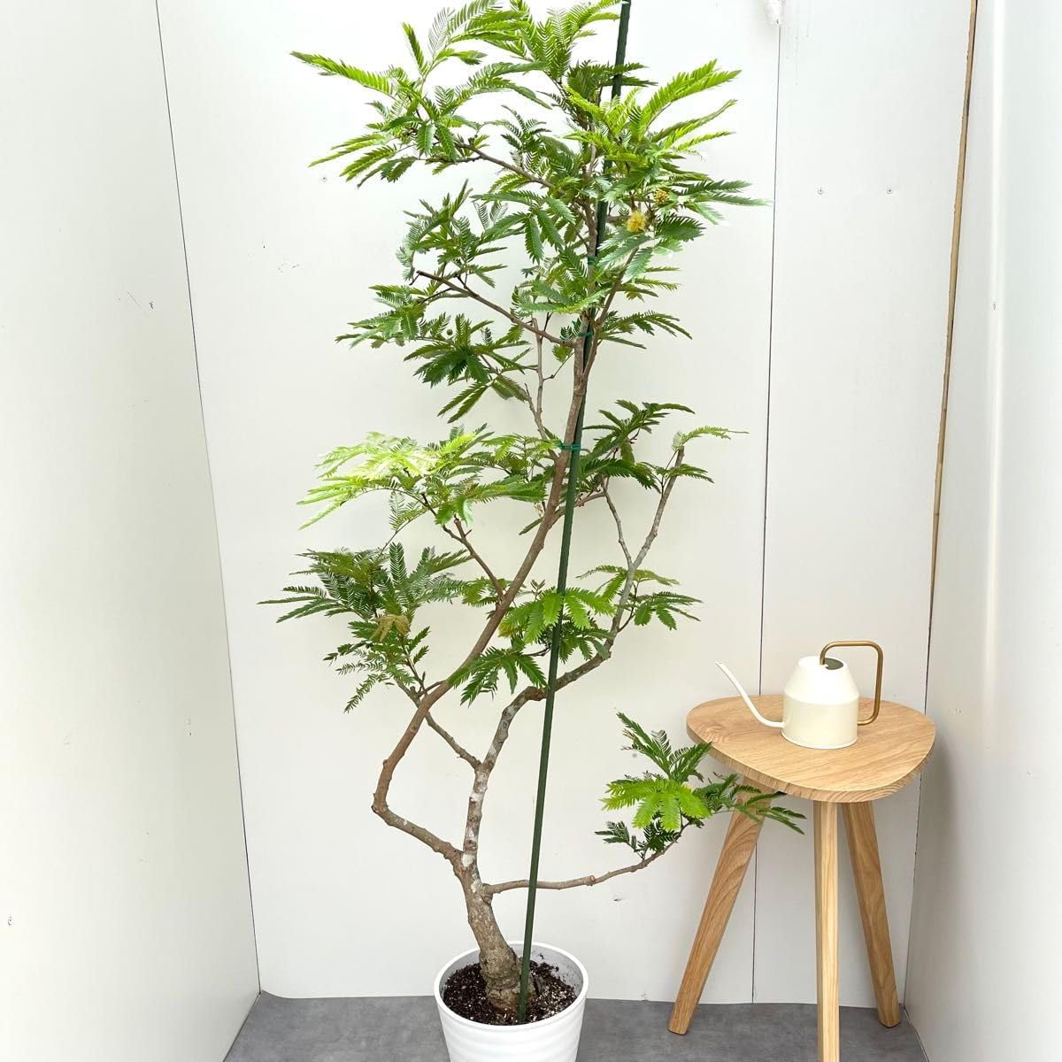 エバーフレッシュ 曲がり 10 観葉植物 室内 大型 幹太｜観葉植物