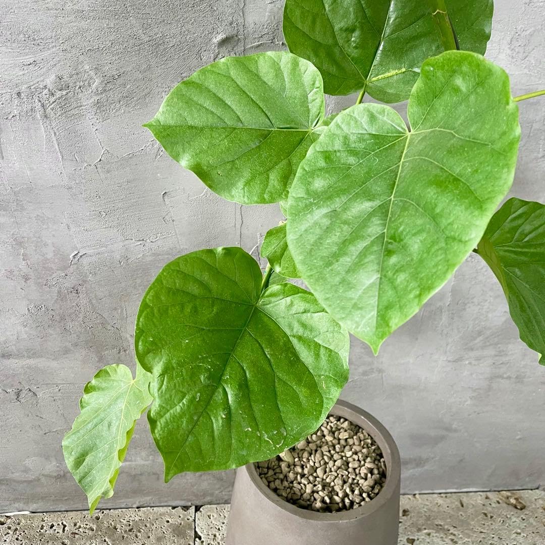 大型　フィカス　ウンベラータ　曲がり仕立て　10号　陶器鉢　植え込み発送 Amazon.co.jp: 大型 フィカス ウンベラータ 曲がり仕立て 10号 陶器鉢