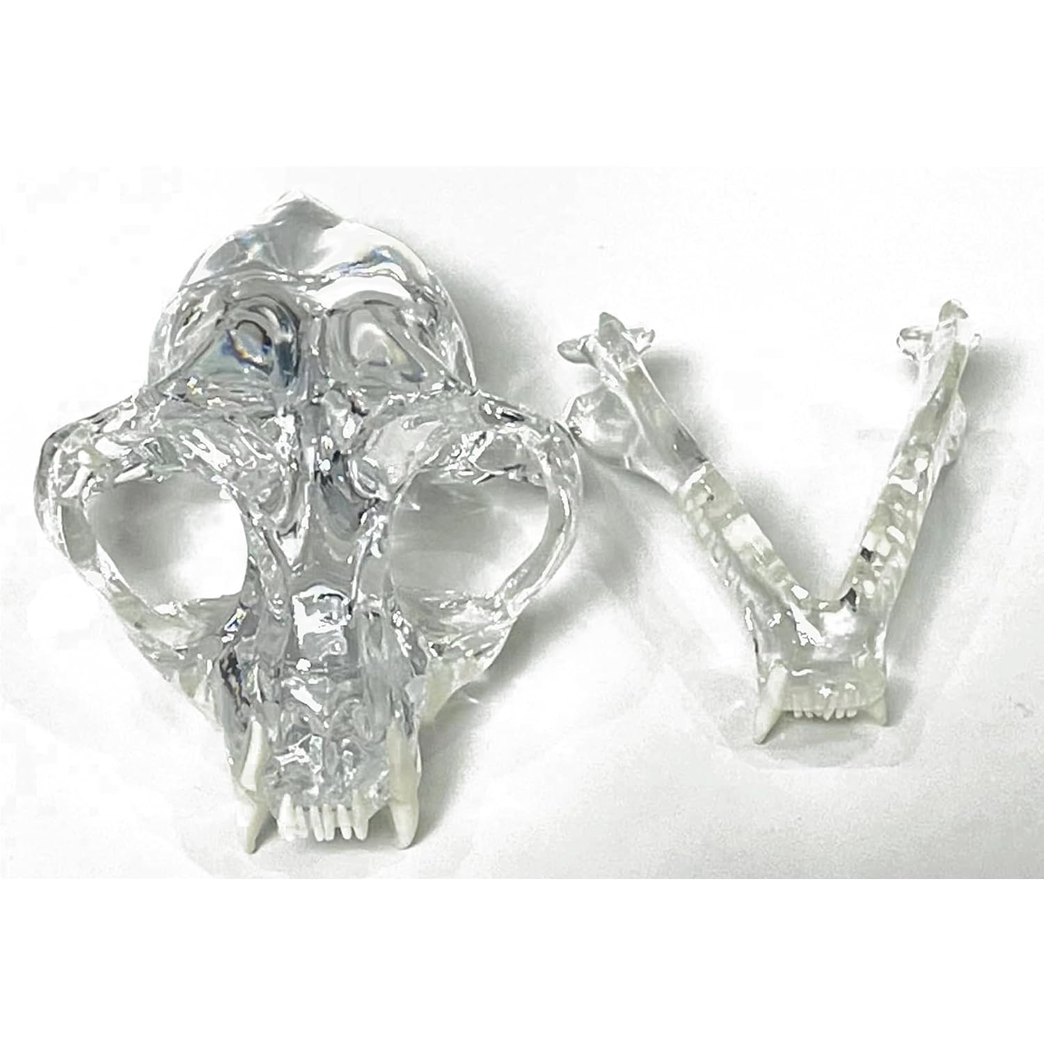 Transparent Canine Dog Cat Rabbit Teeth Skull Anatomical Model Dental Animals Oral Tooth Jaw For Veterinary Office Teaching Decoration Demonstrate (Cat Skull)