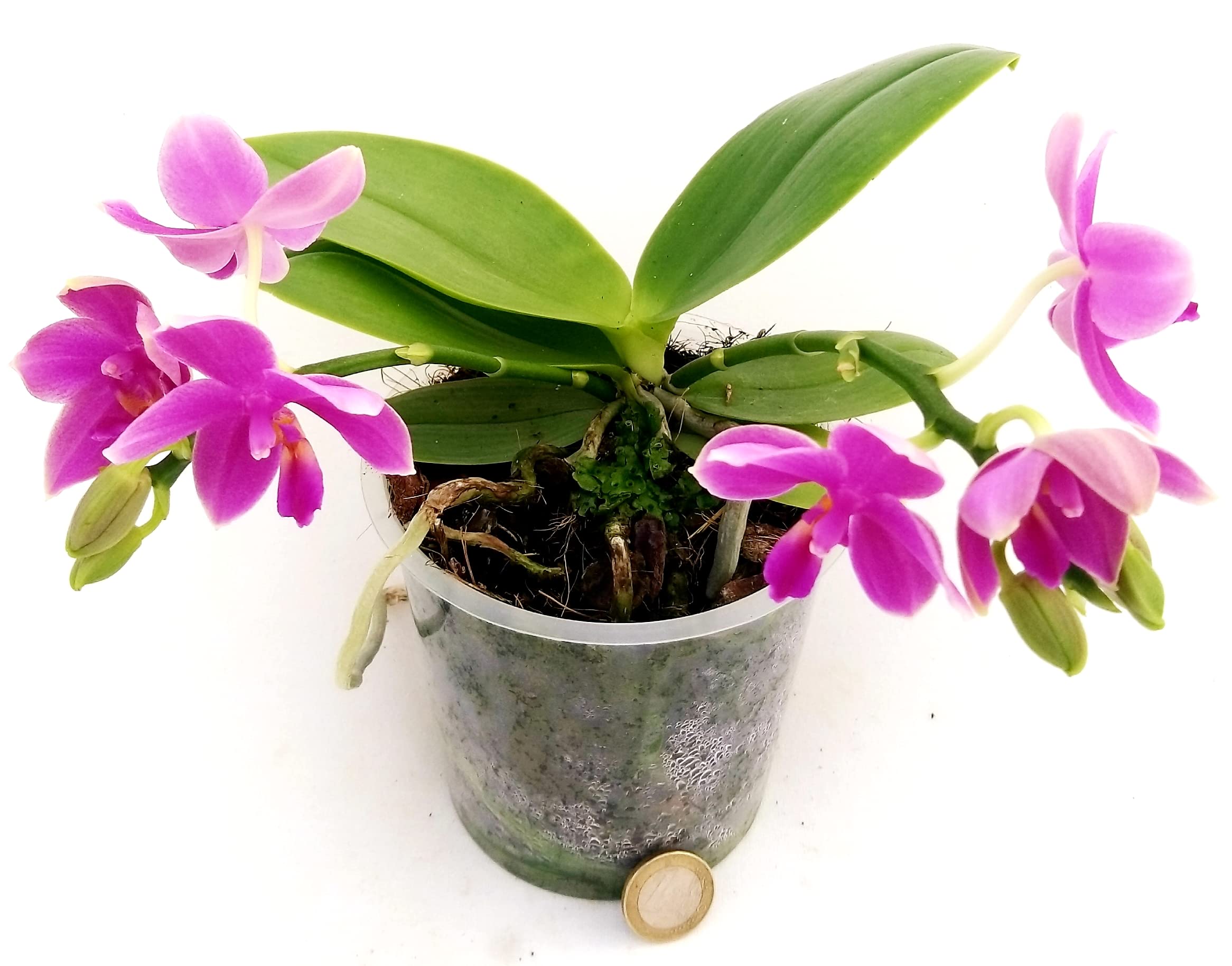 POWERS TO FLOWERS - ORCHIDEA PHALAENOPSIS PROFUMATA, LIODORO, LOVE POTION, Pianta Vera