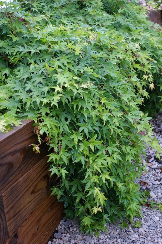RYUSEN Japanese Maple - ONE of The Few PENDULOUS MAPLES with Palmate Leaves - 3 Year Live Plant