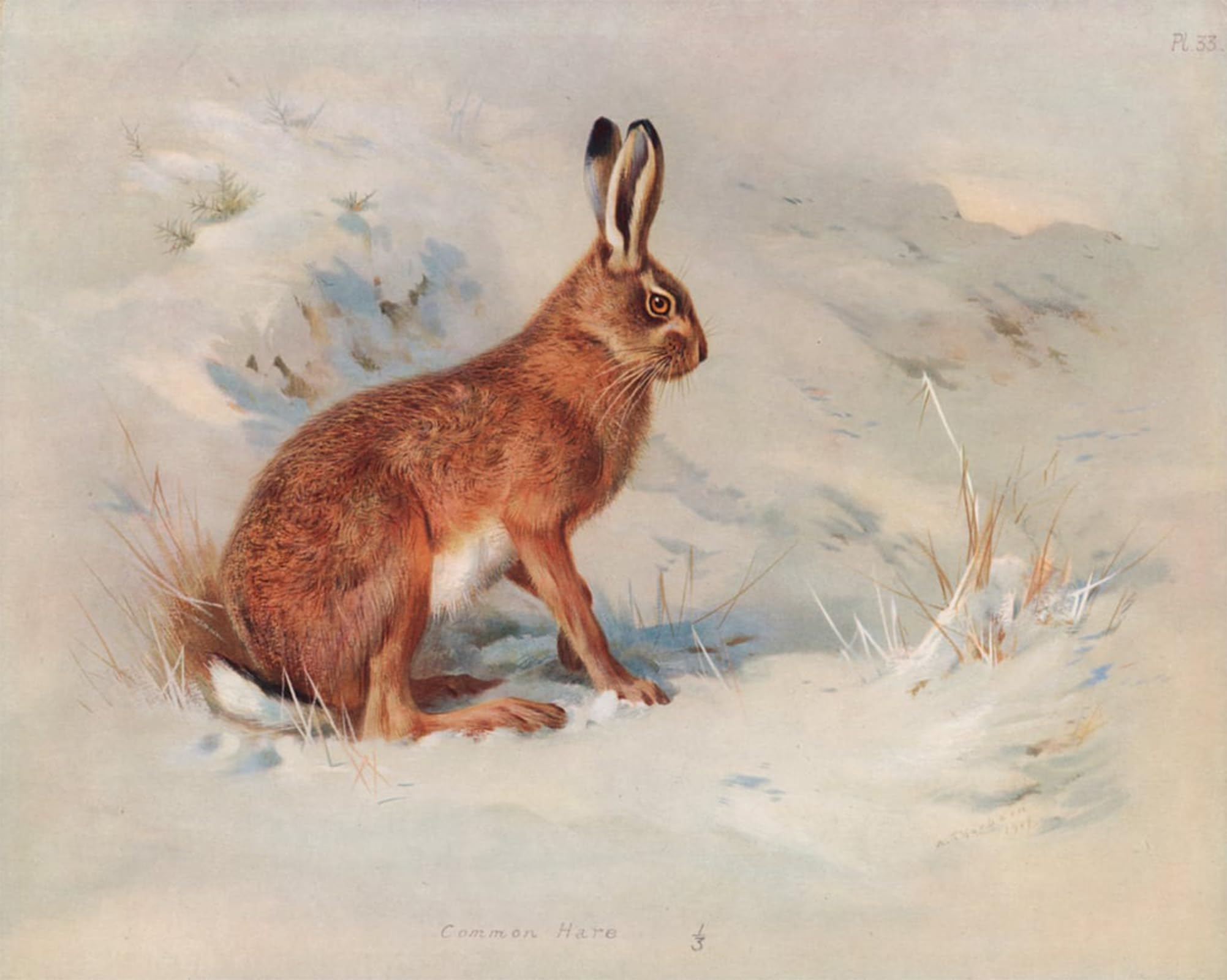 ARTXLXXBN Famous Prints Artwork Pictures Poster Painting Art Common Hare by Archibald Thorburn Artwork Landscape Pictures for Home Decor 60x90cm