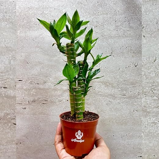 Amulya Farms Lucky Bamboo Lotus Bonsai Plant | Indoor Live Plants for Living Room, Home, Office, Table, Kitchen & Desk Decor | Feng Shui Plant | Gift a Plant | with POT