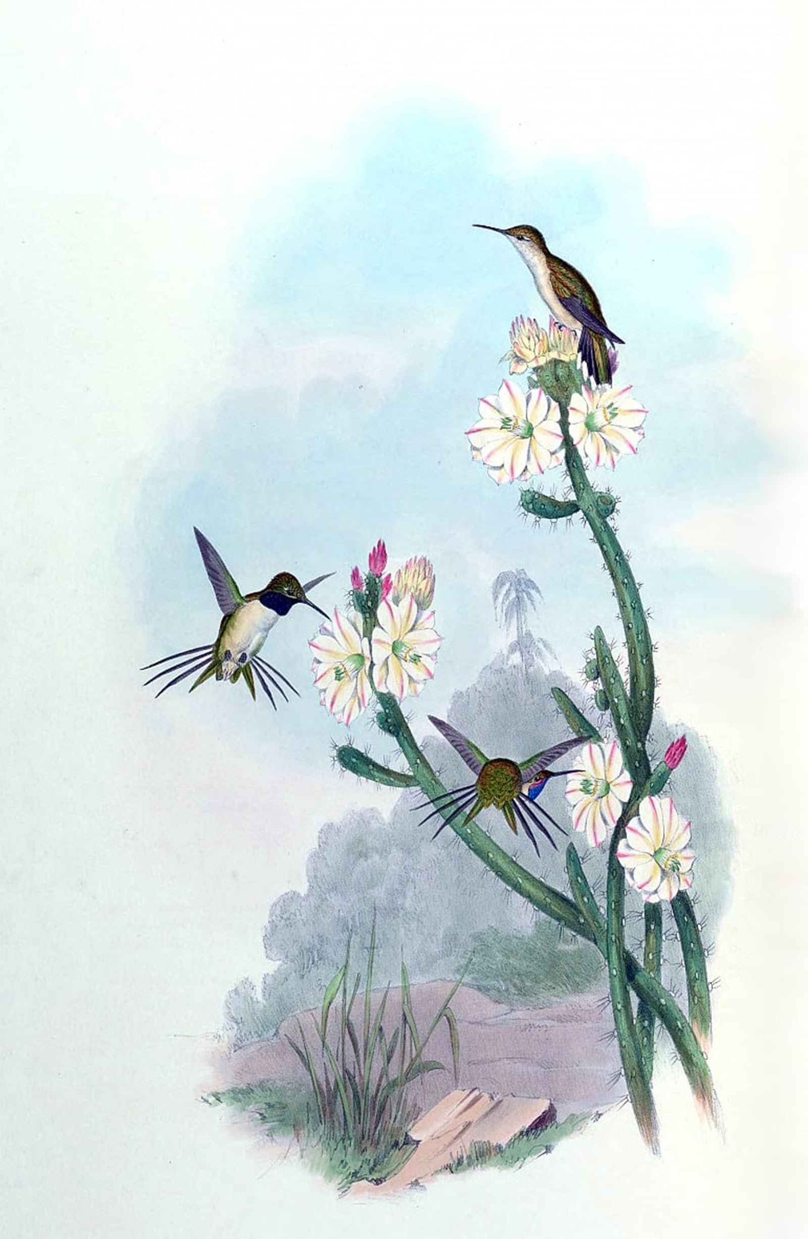 SERENDIPITP Abstract Painting Mural Print Picture Wall Decor Painting Animal Bird Eulidia Yarrellii Syn by John Gould Vintage Wall Artwork for Home Decor 60x90cm