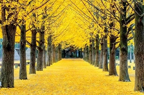 Miniatura 5 de 25 semillas de ginkgo biloba, hojas únicas de ginkgo raras, semillas de árbol de culantrillo amarillo brillante