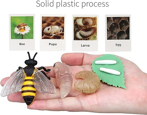 Miniatura 2 de Ciclo de vida de abeja Montessori con tarjetas flash, figuras de animales realistas, juego educativo de animales a juego para niños pequeños de 3
