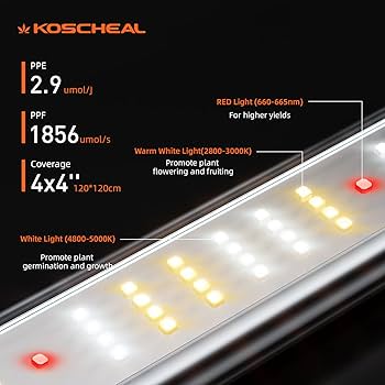 「Light Mellow Sunshine」 Amazon.com: SUNNY HEADLIGHT DOT with E-Mark GY6 CHINESE