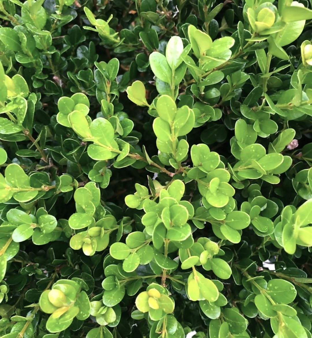 Bosso "Buxus microphylla Faulkner" 12 piante da siepe sempreverde in vaso bio ø9 cm Vivaio di Castelletto