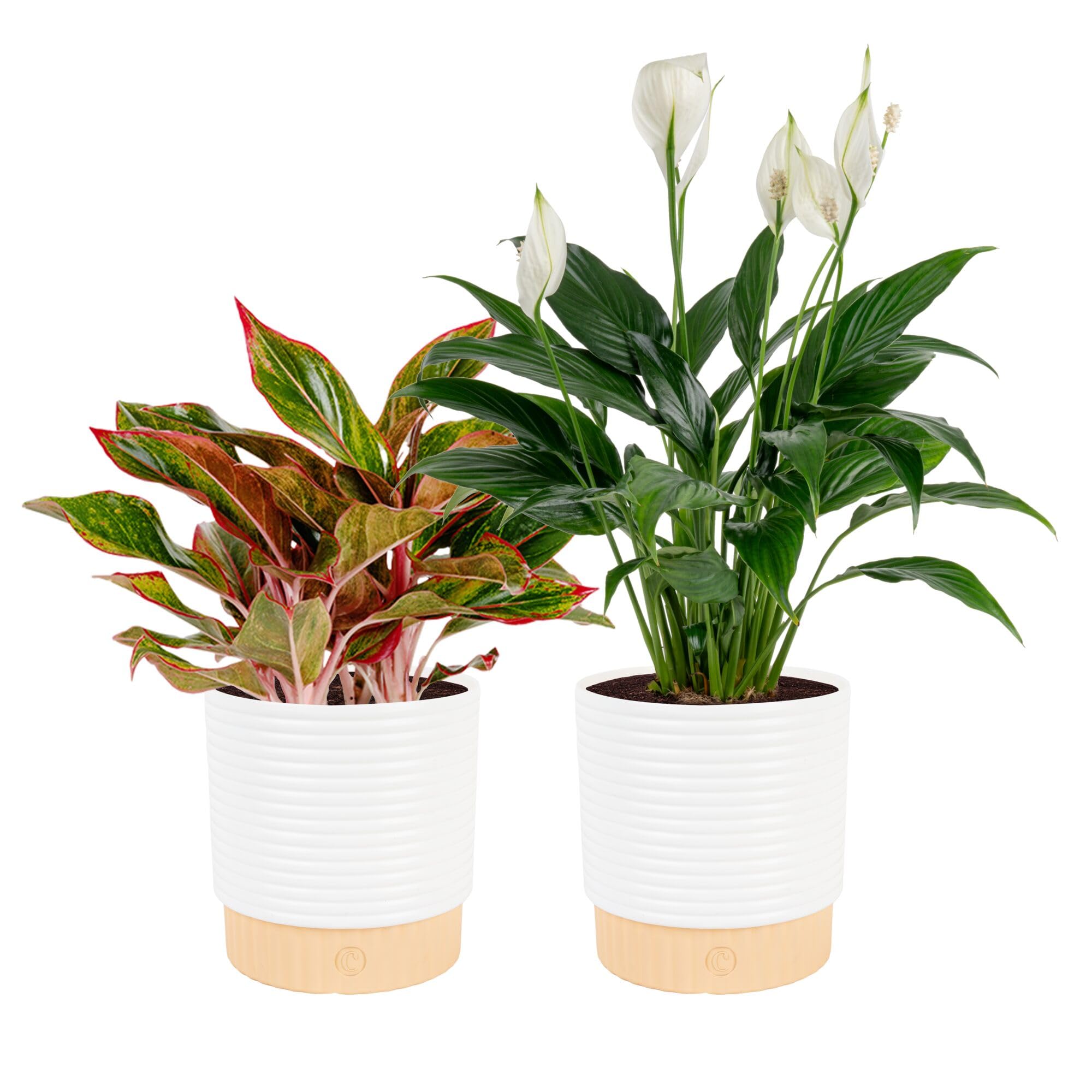 Costa Farms 2-Pack Peace Lily and Chinese Evergreen