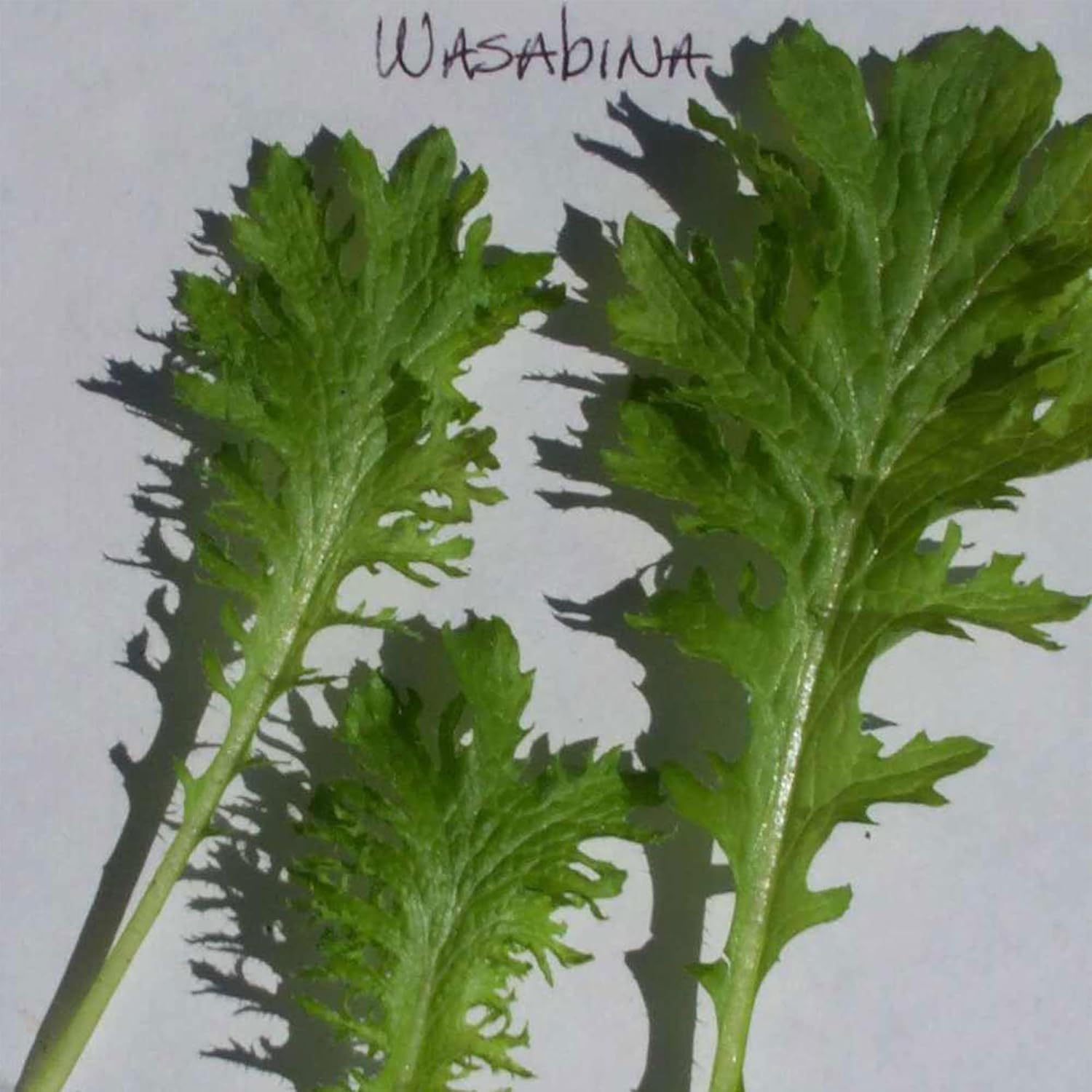 Mustard Seeds - Wasabina - 1 Oz ~15800 Seeds - Non-GMO, Heirloom - Asian Garden Vegetable, Microgreens & Herb Gardening