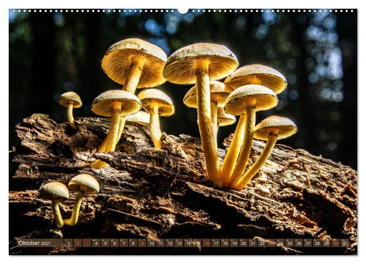 Farbe und Struktur in der Natur (Wandkalender 2027 DIN A2 quer), CALVENDO Monatskalender: Abwechsend farbenfrohe Details aus der Natur (CALVENDO Natur)