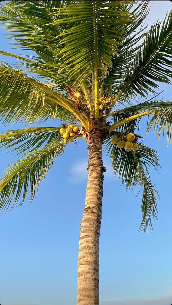 Rare live Green Malayan coconut plant Tree Kerala (Narial ka podha) hybrid coconut fruit plant (1 Healthy Plant with Black Plastic Pot) (B0D14FLK1C) Amazon Price History, Amazon Price Tracker