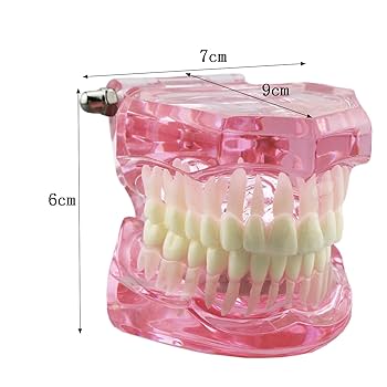 Amazon.co.jp: 歯科模型3004 歯の模型 舌側矯正展示模型