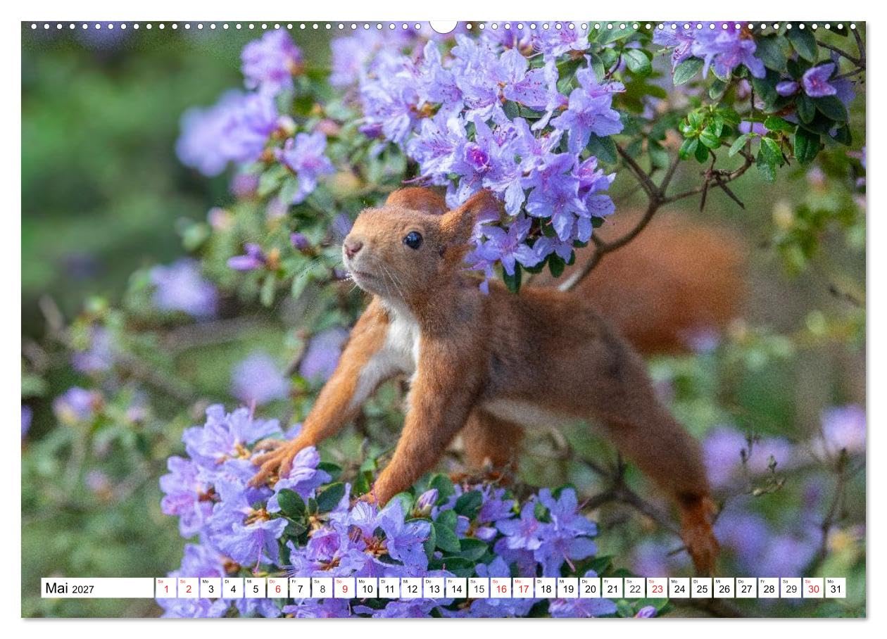 CALVENDO · Eichhörnchen im Königlichen Garten (Kalender 2027) | DIN A2 Querformat · Wandkalender · Eichhörnchen im Hannoverschen Berggarten