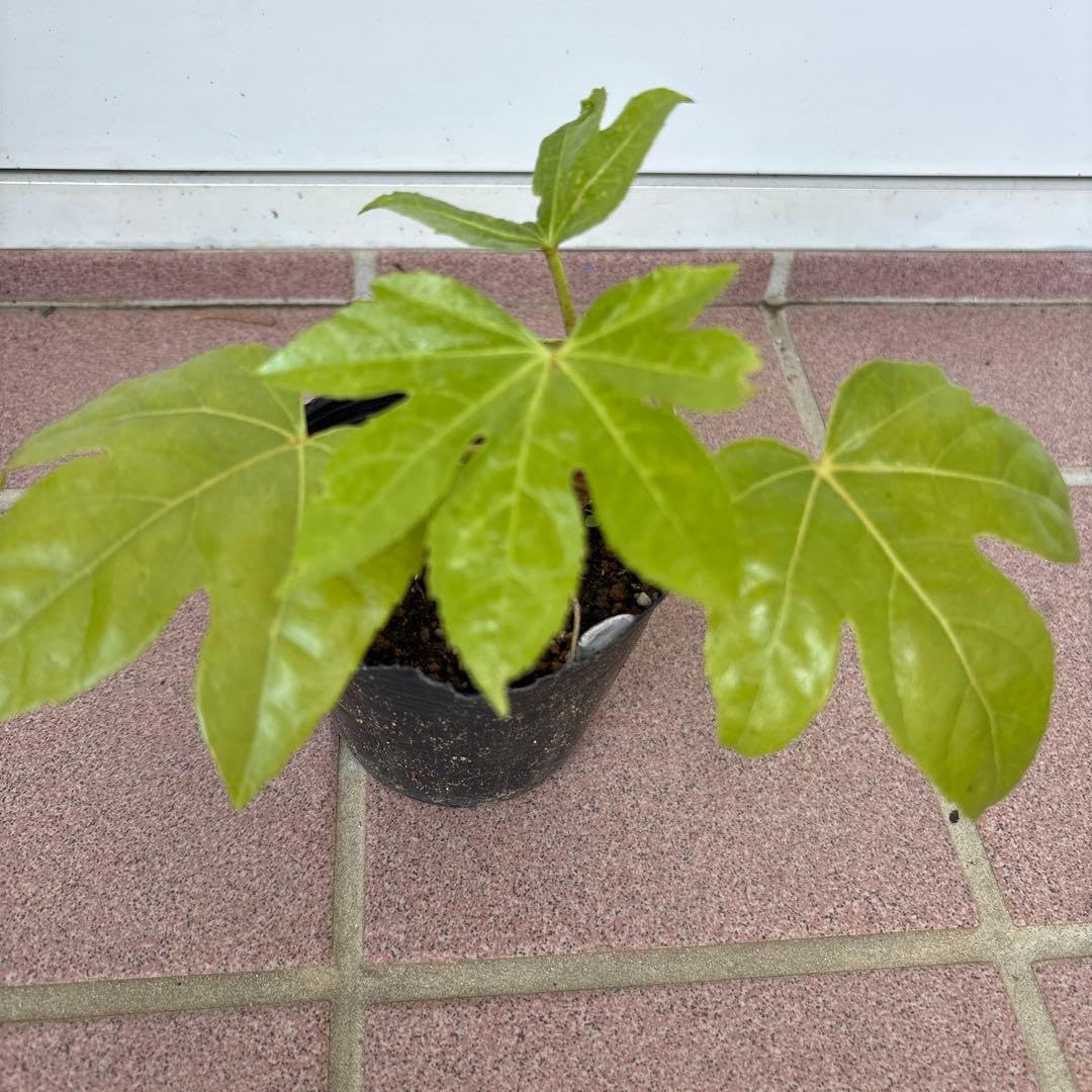 Amazon.co.jp: ヤツデ 八手 2年生観葉植物 庭木 苗木 常緑樹 抜き苗