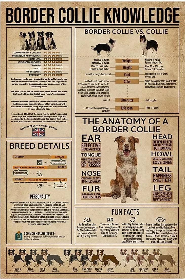 rayprint Canvas Wall Art Border Collie Knowledge Frameless Posters The Anatomy Of A Border Collie Home Artwork Printed Decor Living Room Bedroom 12x16inch