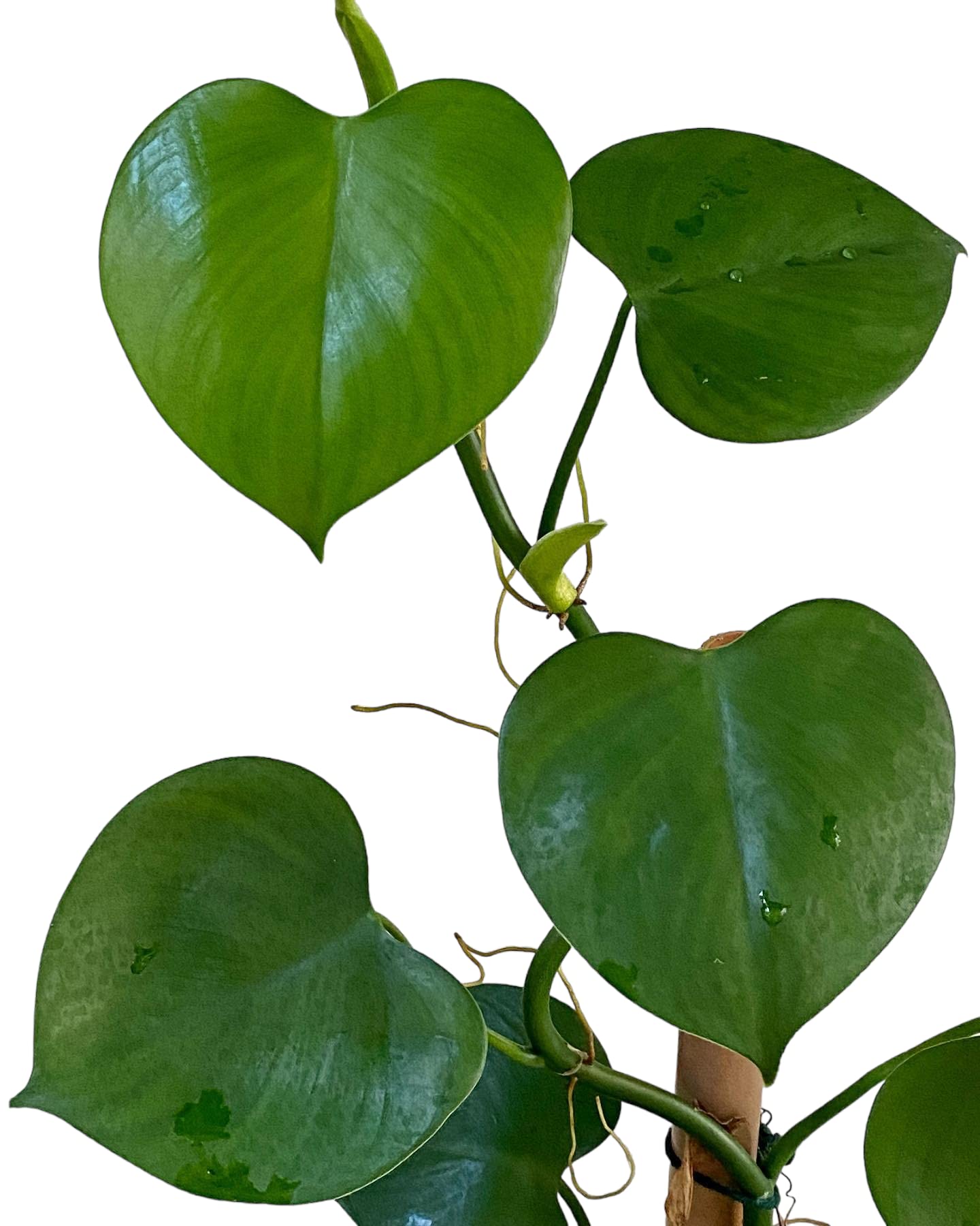 monstera çoğaltma Hanging Monstera Kokedama