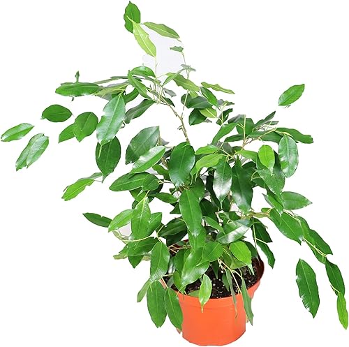 Ficus Benjamina - 6'' de California Tropicals